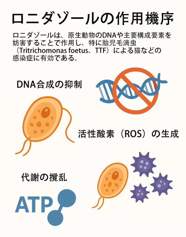 ロニダゾールの薬物動態